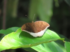 Tanaecia lepidea