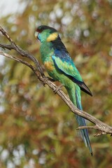 Barnardius zonarius