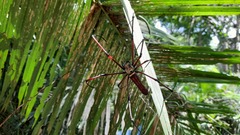 Nephila pilipes