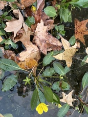 Ludwigia peploides glabrescens