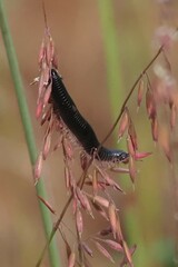 Ommatoiulus moreleti