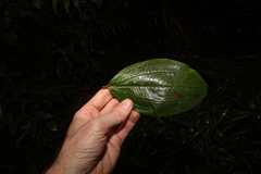 Melastoma