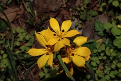 Sisyrinchium graminifolium