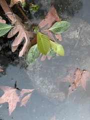 Ludwigia peploides glabrescens