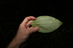 Melastoma
