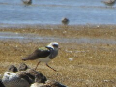 Vanellus resplendens