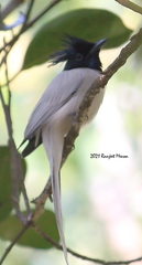 Terpsiphone paradisi