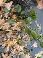 Ludwigia peploides glabrescens