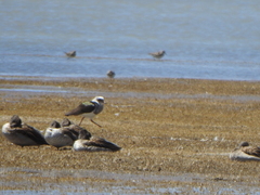 Vanellus resplendens