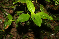 Melastoma