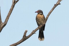 Acanthagenys rufogularis