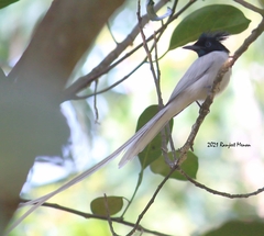 Terpsiphone paradisi