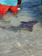 Ginglymostoma cirratum
