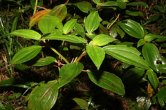 Melastoma