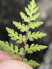 Myriopteris peninsularis