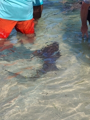 Ginglymostoma cirratum