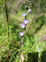 Thelymitra pauciflora