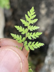 Myriopteris peninsularis