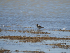 Calidris