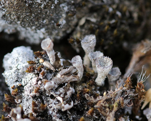 iNaturalist observation photo of pixie cup and reindeer lichens