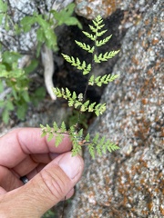 Myriopteris peninsularis