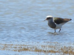 Vanellus resplendens