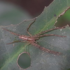 Heteropoda ocyalina