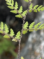 Myriopteris peninsularis