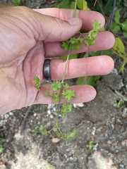 Adenophyllum speciosum