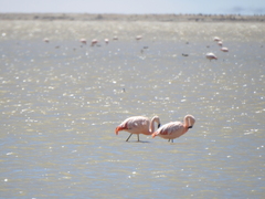 Phoenicopterus chilensis