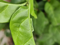 Cephonodes hylas