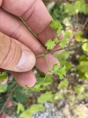 Adenophyllum speciosum