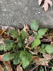 Rorippa sessiliflora
