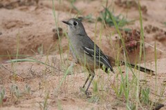 Drymodes brunneopygia