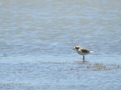 Charadrius alticola