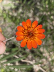 Adenophyllum speciosum
