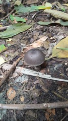 Fungi