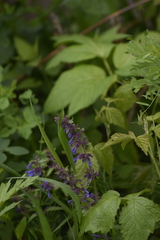 Dracocephalum nutans