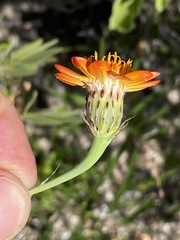 Adenophyllum speciosum
