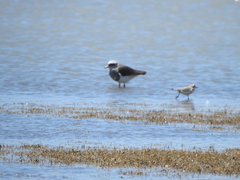 Vanellus resplendens