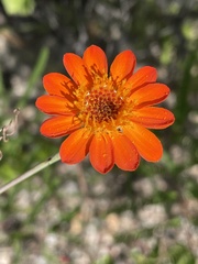 Adenophyllum speciosum