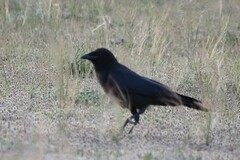 Corvus mellori
