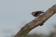 Daphoenositta chrysoptera