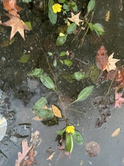 Ludwigia peploides glabrescens