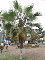 Pritchardia