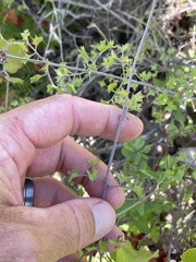 Adenophyllum speciosum