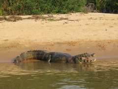 Caiman yacare