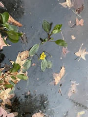 Ludwigia peploides glabrescens