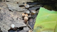 Fungi