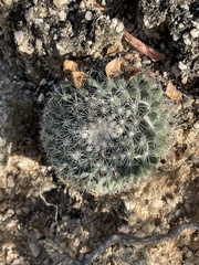 Mammillaria petrophila
